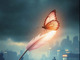 The Butterfly Effect